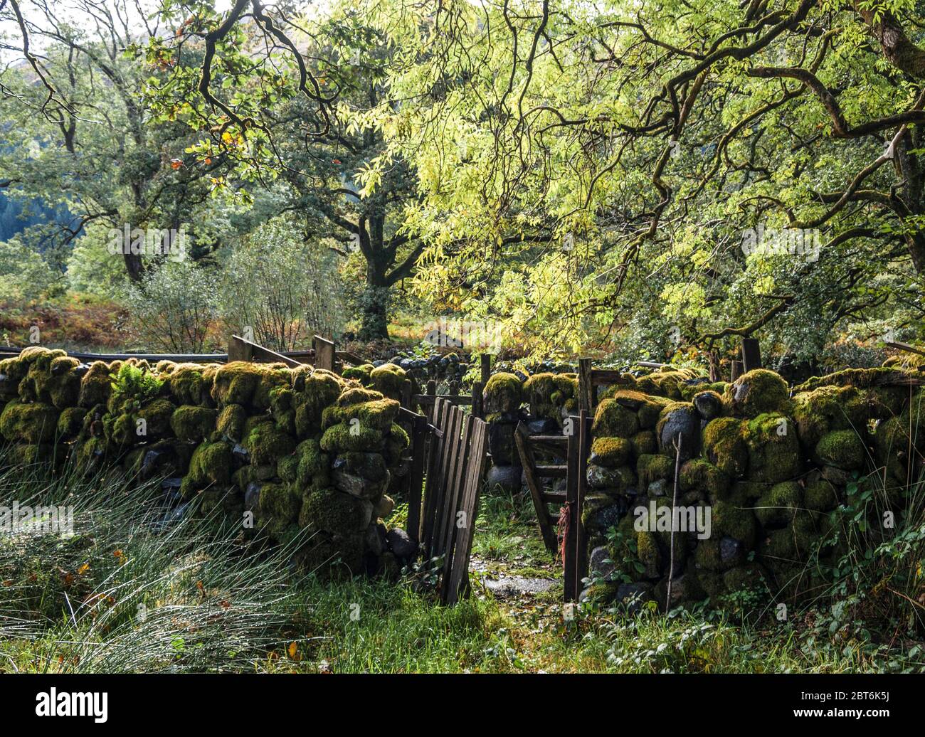 Reliquie di agricoltura di collina, Glenhead di Trool, Galloway Forest Park Foto Stock