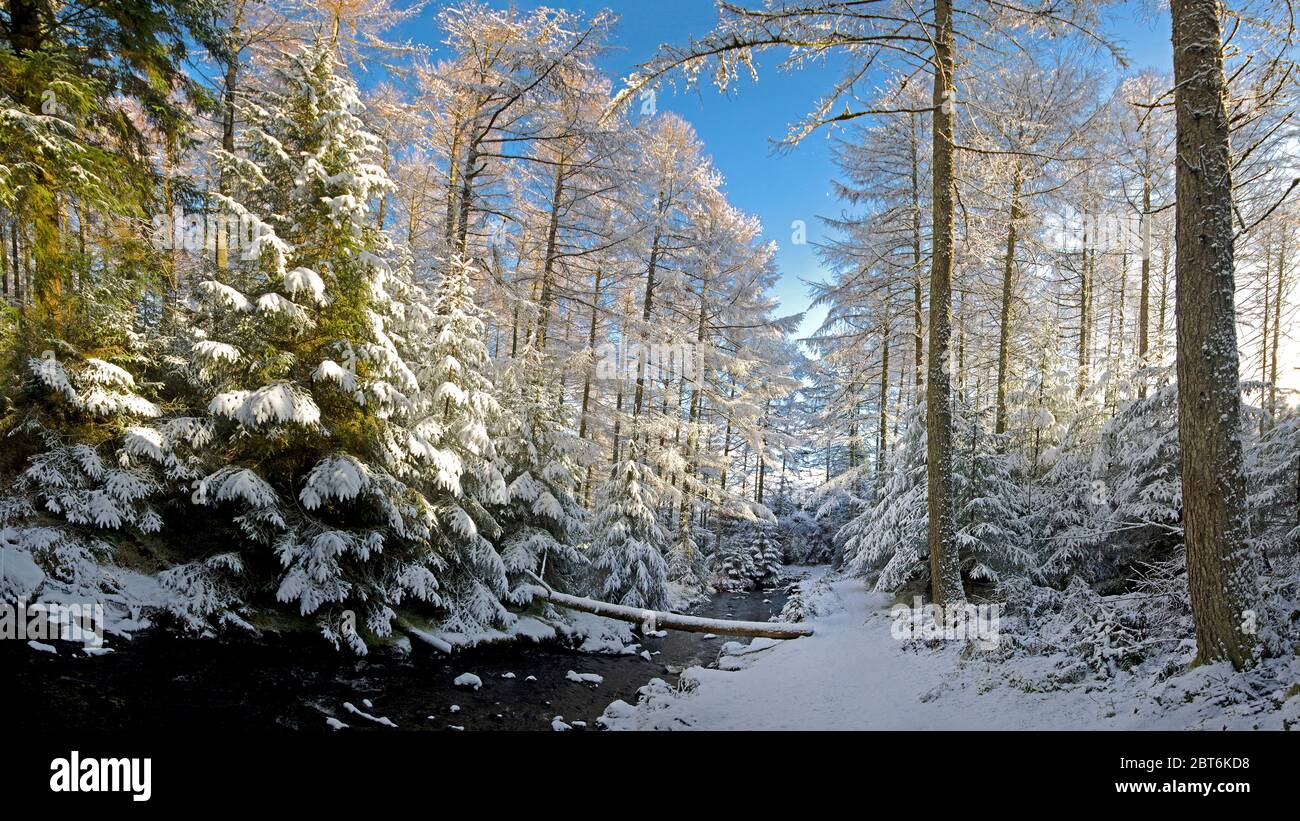 Kennick Burn e la silvicoltura di Laurieston in neve di metà inverno Foto Stock