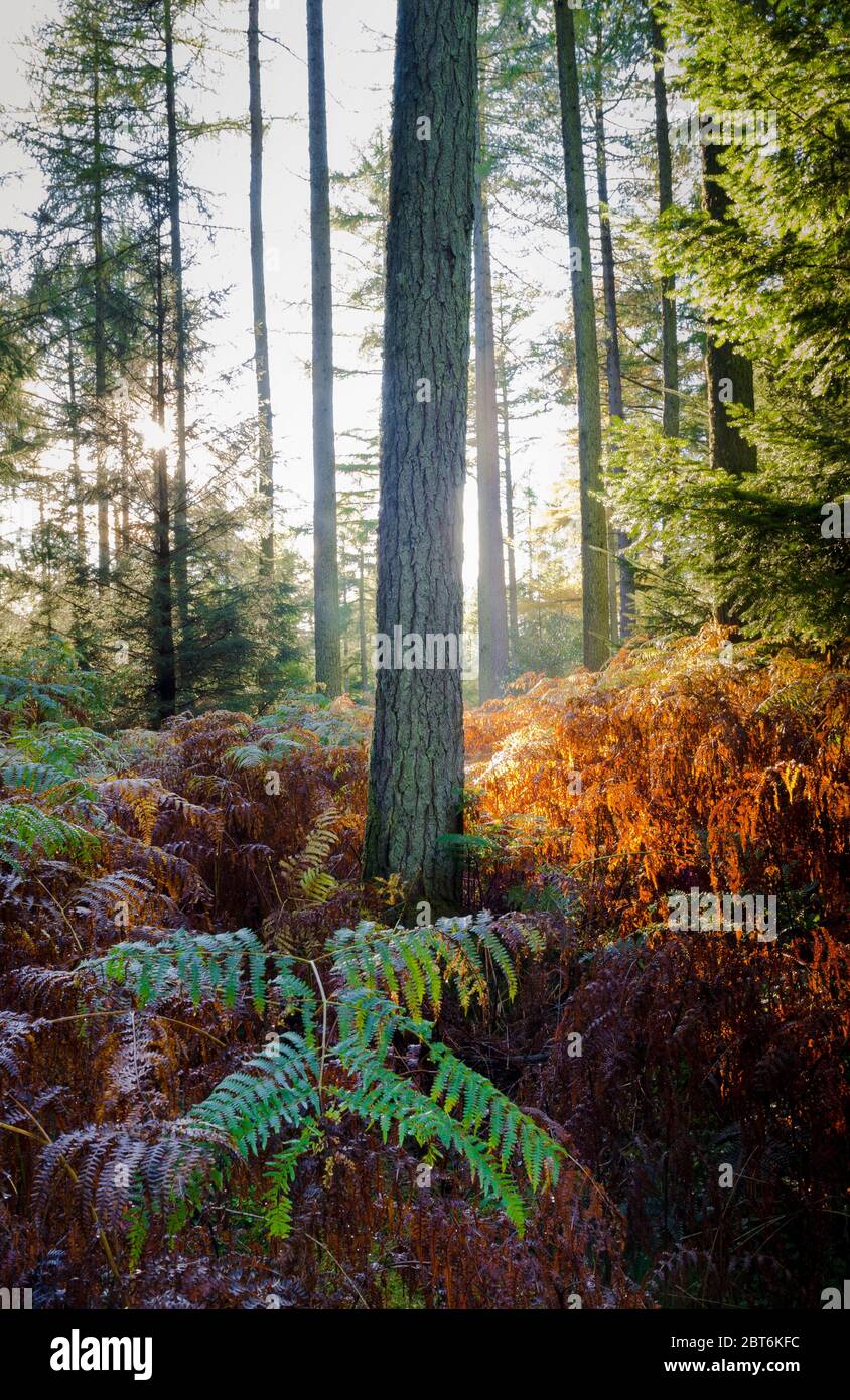 Shambellie Forest, New Abbey, Dumfries, in autunno Foto Stock