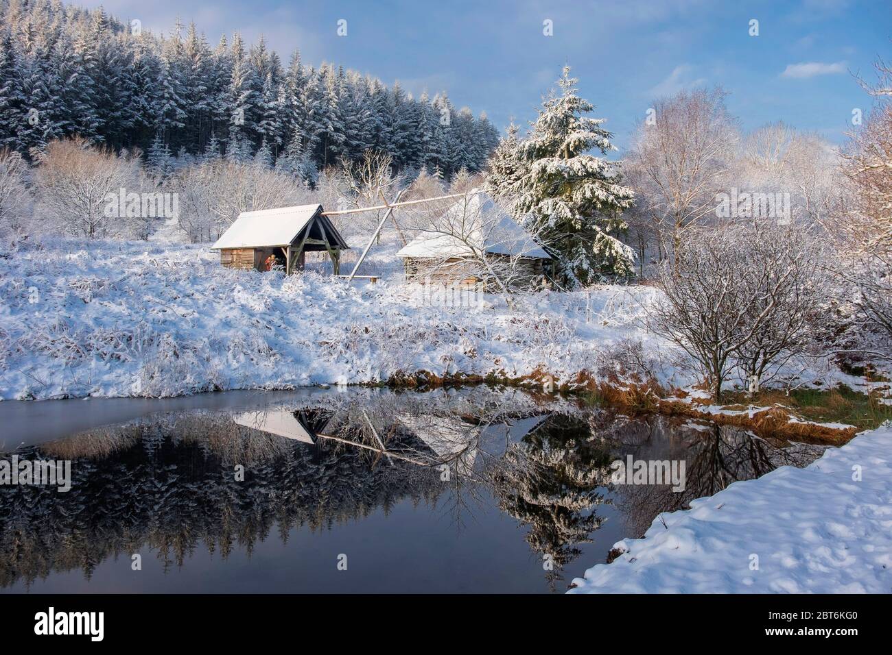 Taliesen comunità bosco in metà inverno Foto Stock