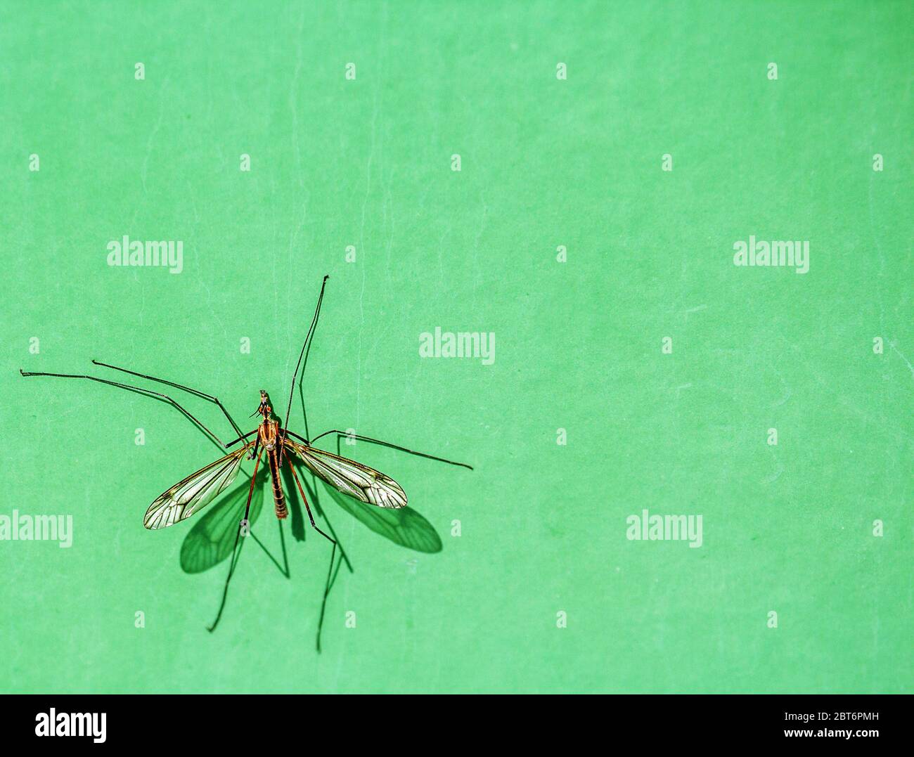primo piano di un mosca su un albero verde della turbina eolica Foto Stock