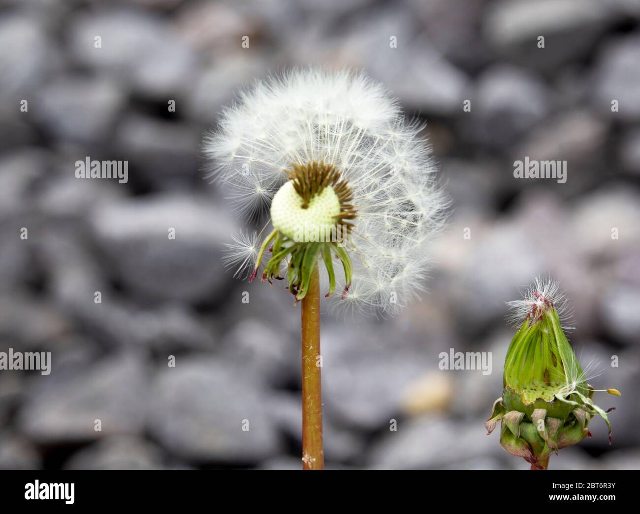 seme di dente di leone agganciato ad un germoglio Foto Stock