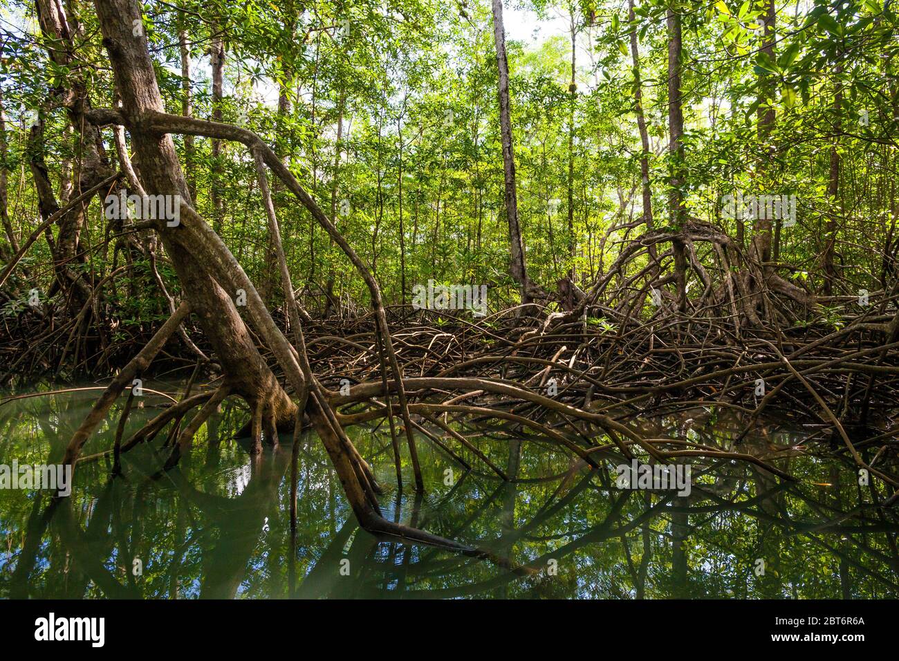 Mangrovie foresta al parco nazionale dell'isola di Coiba, costa del Pacifico, provincia di Veraguas, Repubblica di Panama. Foto Stock