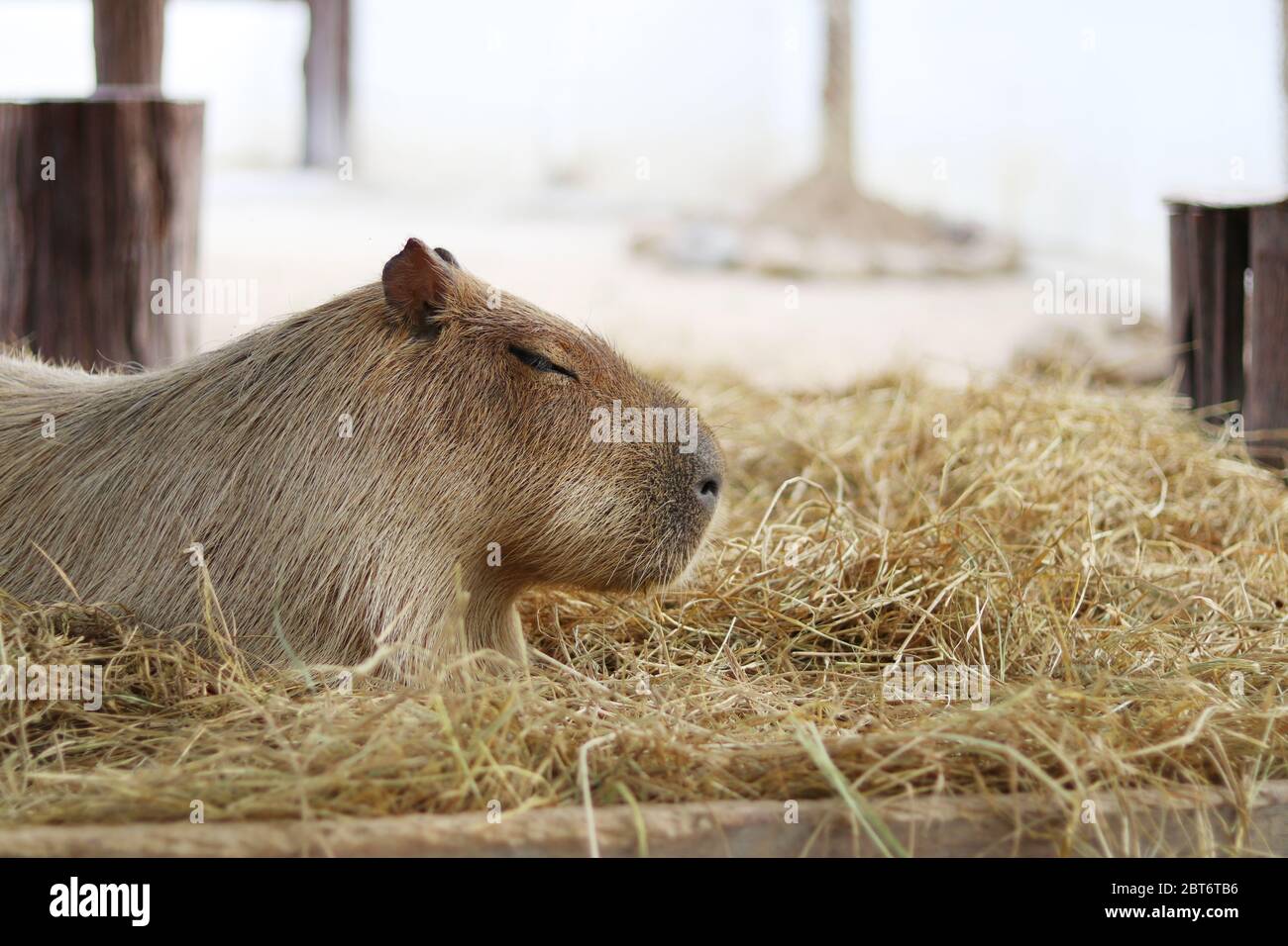 Capibara sedette con gli occhi chiusi sulla paglia. Foto Stock