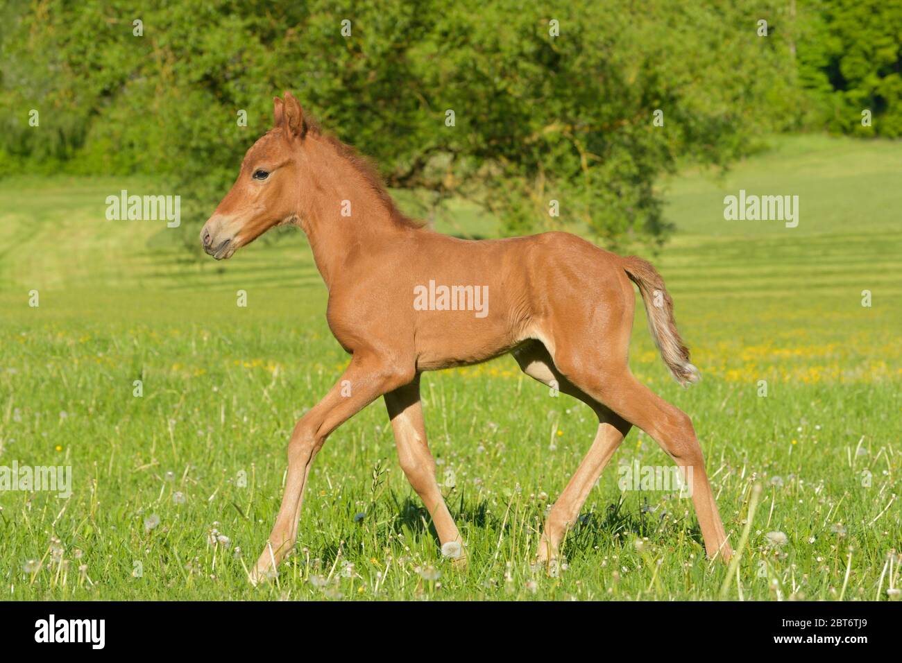 Cavallo di Paso fino foal Foto Stock