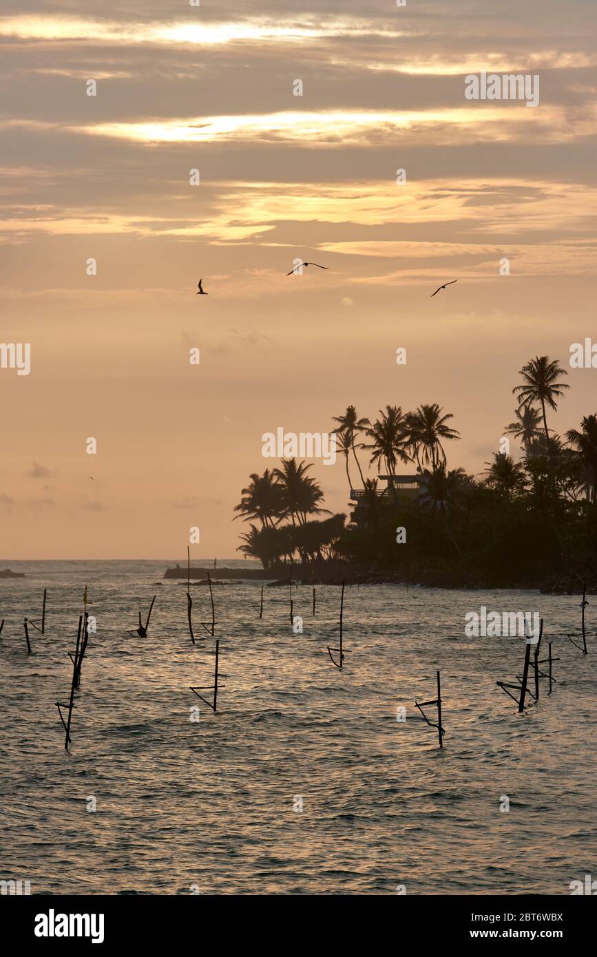 Foto serale della costa di Polhena, Sri Lanka, con pali utilizzati dai pescatori locali e palme in silhouette. Foto Stock