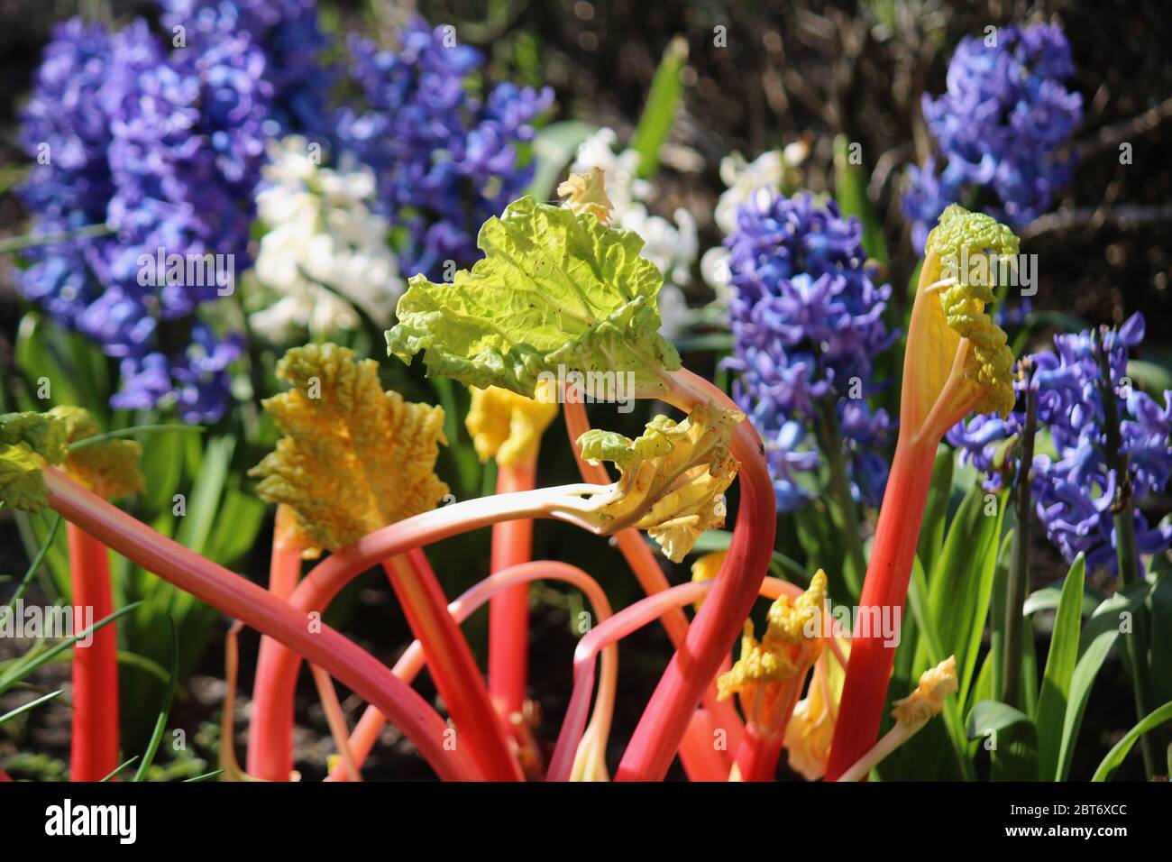 Pallido rosa forzato rhubarb stalks set contro i giacinti blu e bianco Foto Stock