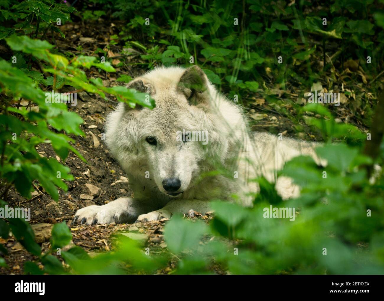 Un bel lupo bianco con un caldo pelt si nasconde dietro piante verdi e appare curioso Foto Stock