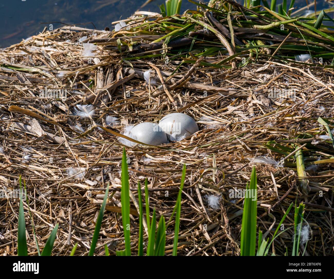 Mute cigno nido con due uova abbandonate non tratteggiate, East Lothian, Scozia, Regno Unito Foto Stock