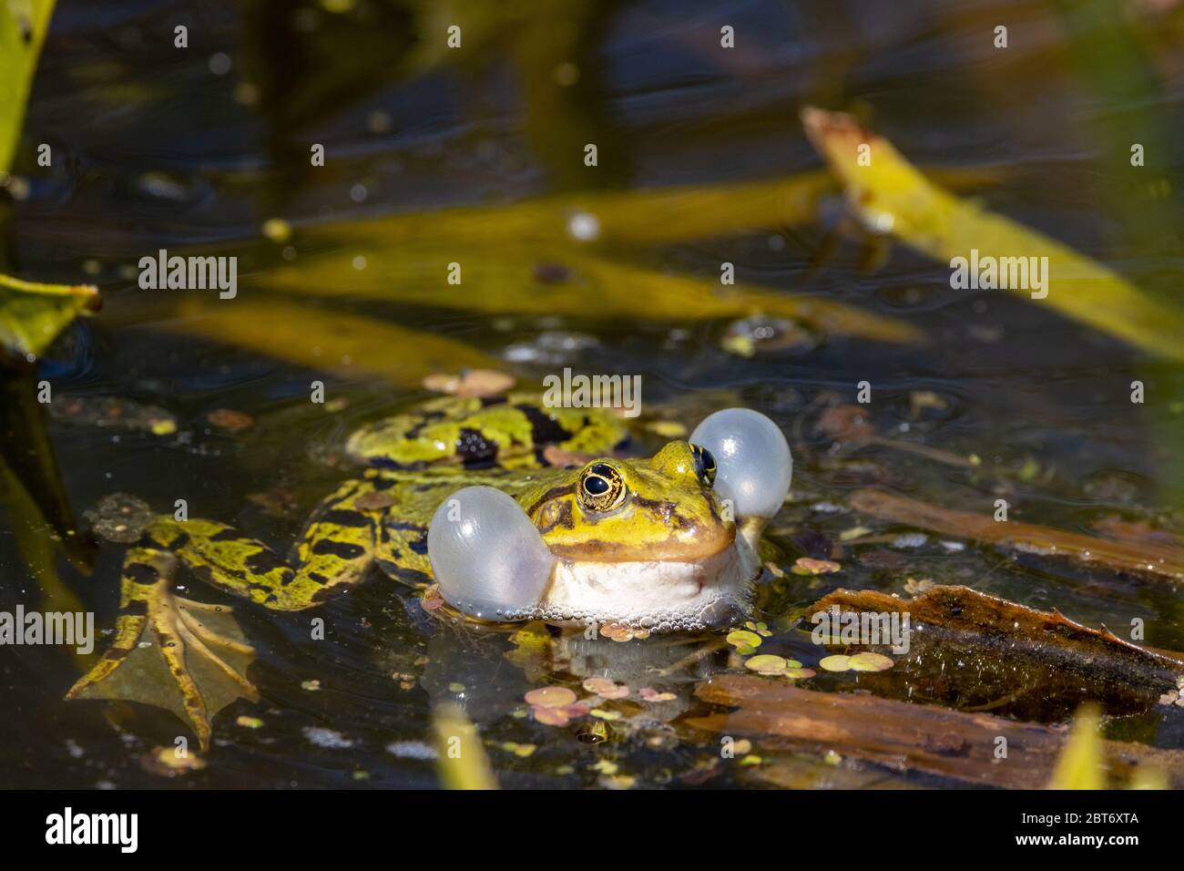 Comune europeo Green Frog accovacciato con sacchi vocali gonfiati mentre galleggia in acqua con altre rane in background Foto Stock