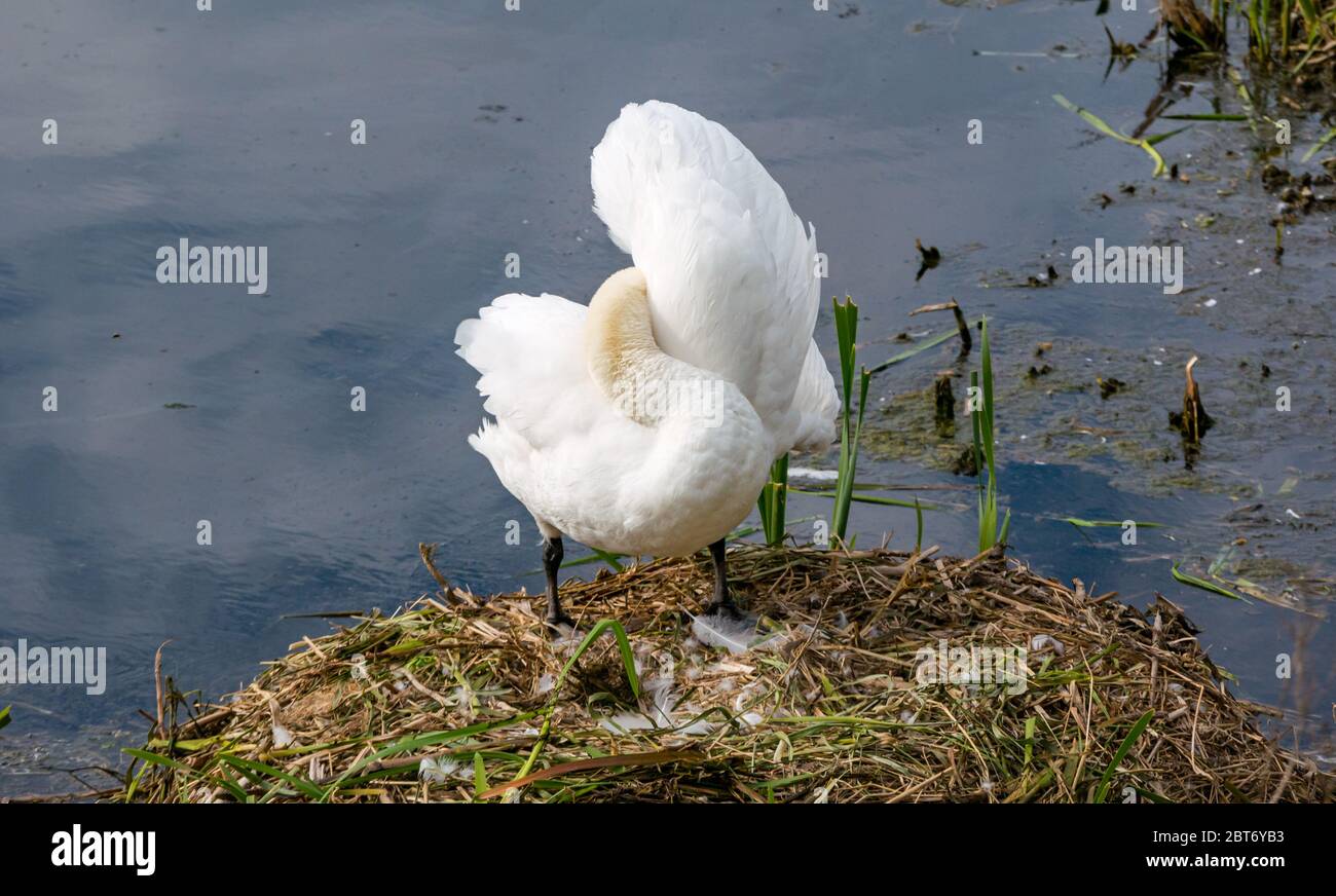 Femmina muto cigno, Cignus olor, preening dopo il ritorno al nido, East Lothian, Scozia, Regno Unito Foto Stock