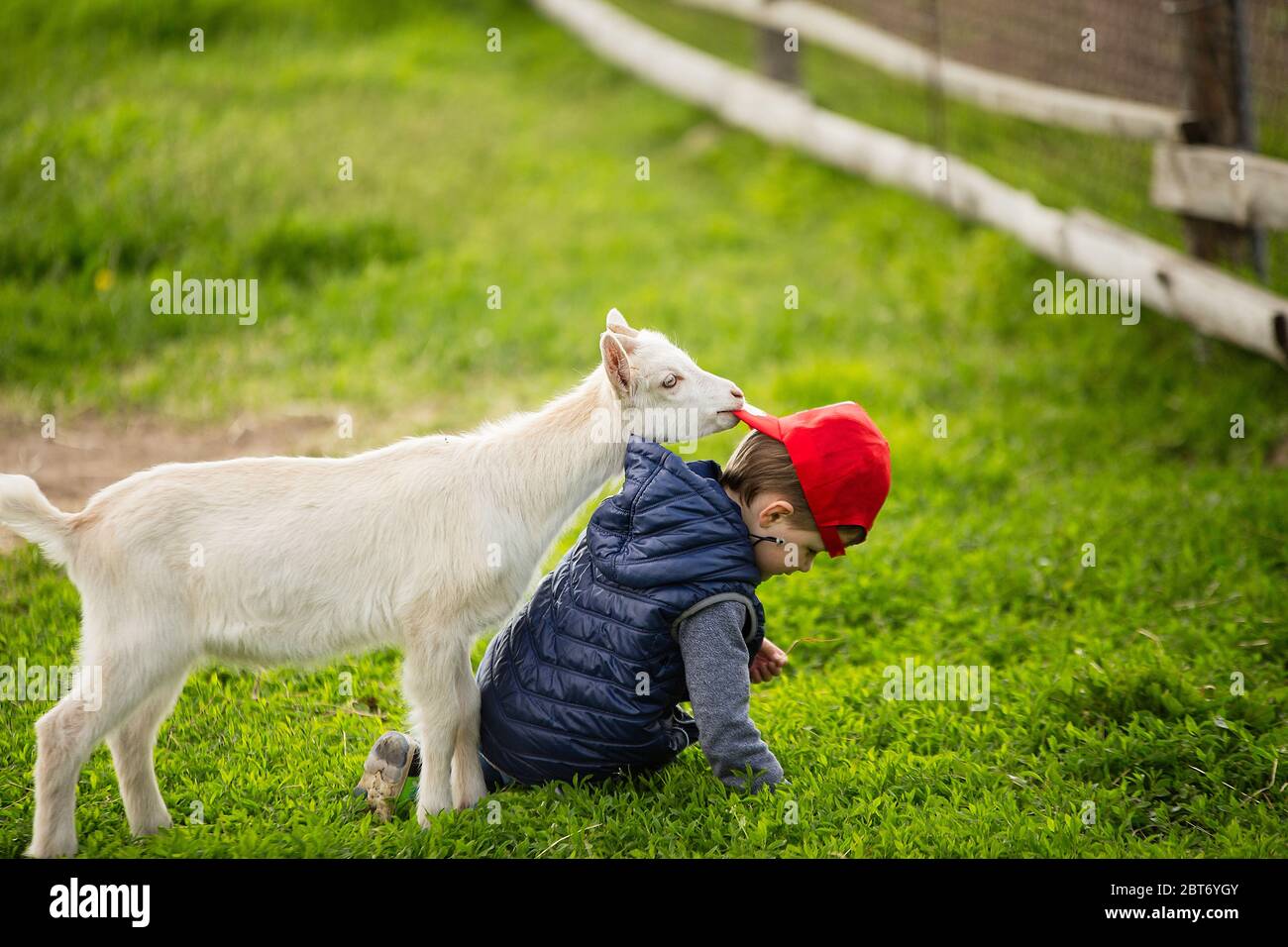 il ragazzo togli il cappello dalla testa del ragazzo, il ragazzo cadde sull'erba, la capra attaccò il ragazzo, una fattoria nel villaggio, erba verde, ragazzo nella ha rossa Foto Stock