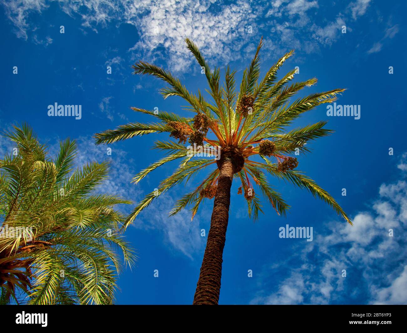 Il tronco e le corone di palme su uno sfondo di cielo blu. Foto Stock