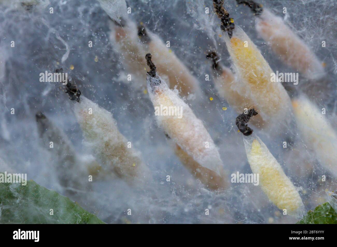 Caterpiloni di falma Ermine nella pupa, nel bozzolo, fase del loro ciclo di vita metamorfosi Foto Stock