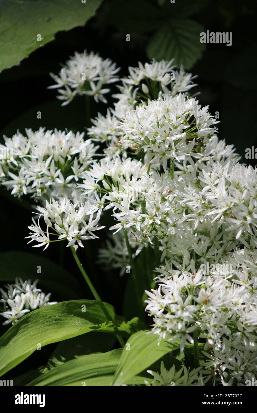 Fiori bianchi di aglio selvatico Foto Stock