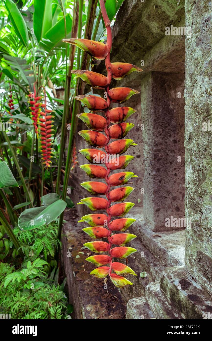 (Heliconia rostrata), fiore tropicale Heliconia pende verticalmente vicino al vecchio muro del tempio nella giungla selvaggia. È conosciuto anche come artigli di aragosta, touca Foto Stock