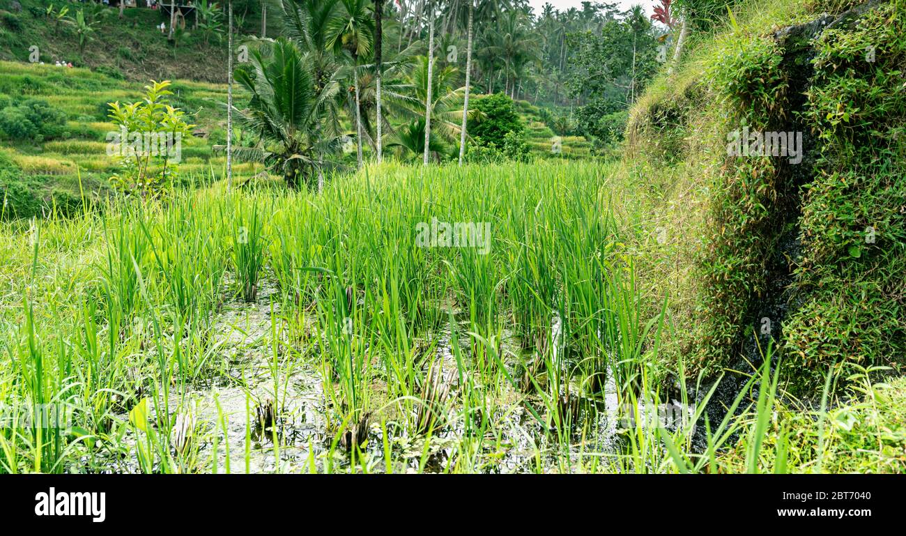 Chiudi vista riso verde che cresce sulle terrazze nella valle tropicale, palme, periodo invernale, stagione più fredda e piovosa a Bali Foto Stock