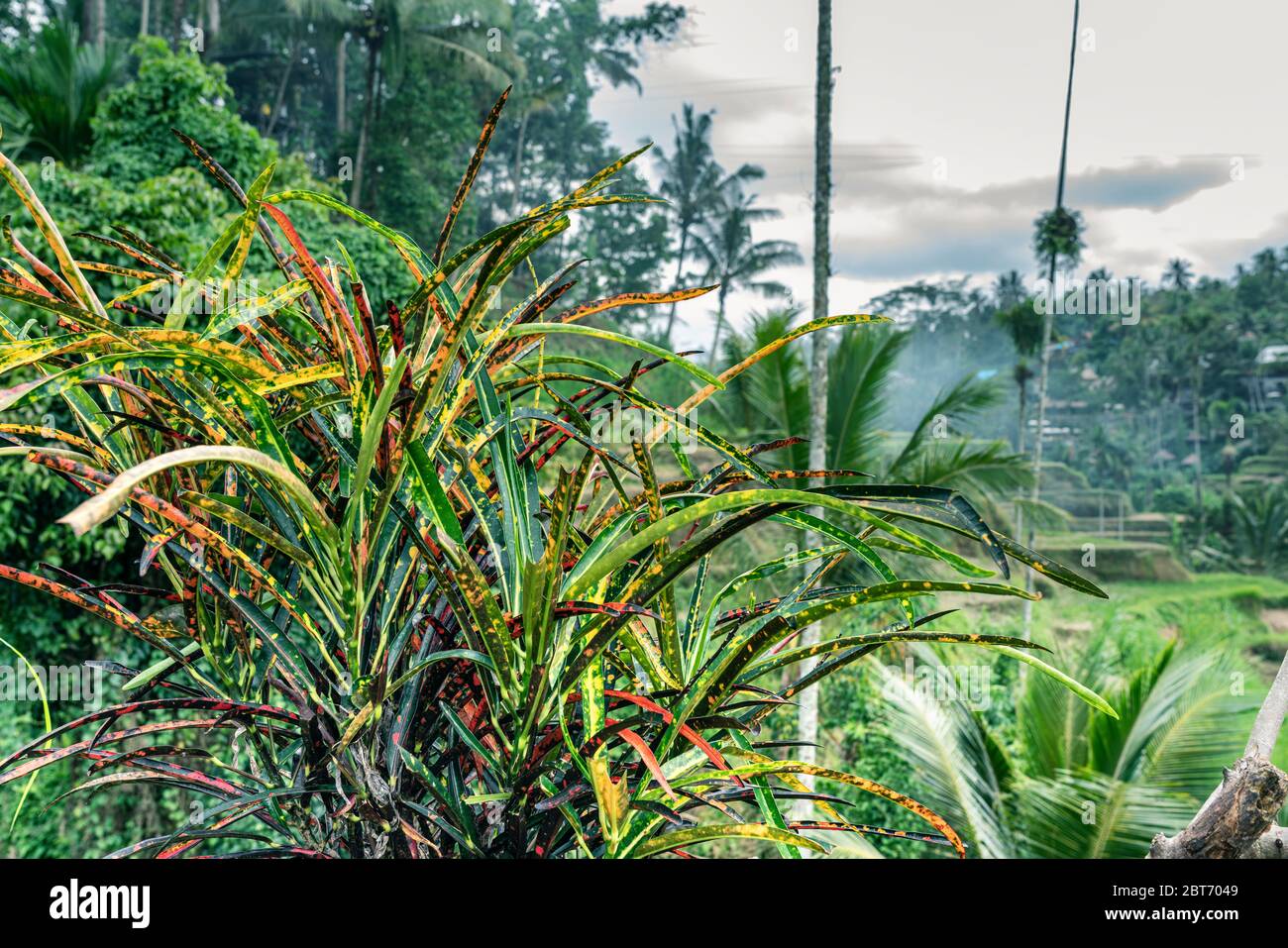 Vista ravvicinata sulle foglie di croton, sono usate come recinzione viva sulle risaie a Bali. Sfondo sfocato, tropici inverno - stagione piovosa Foto Stock