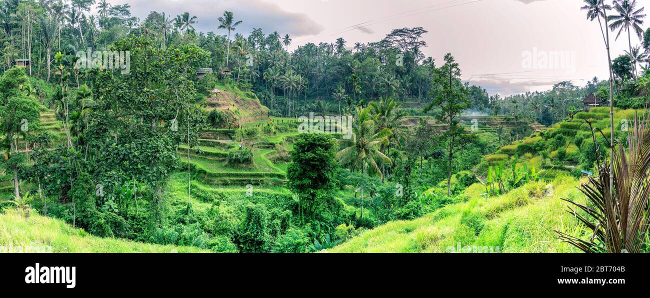 Vista panoramica sulla valle tropicale con terrazze a scalinata di riso giallo essiccato dopo il raccolto autunnale, un sacco di palme - periodo invernale, Bali pioggia invernale Foto Stock