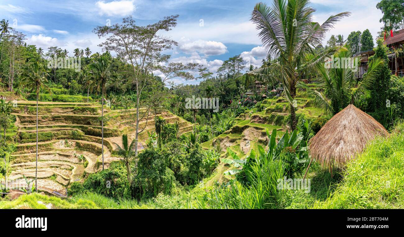 Vista panoramica sulla valle tropicale con terrazze a gradoni di riso giallo essiccato dopo il raccolto autunnale, un sacco di palme - periodo invernale, stagione della pioggia. Foto Stock
