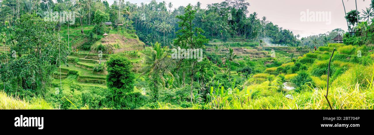 Vista panoramica sulla valle tropicale con terrazze a gradoni di riso giallo essiccato dopo il raccolto autunnale, un sacco di palme - periodo invernale, stagione della pioggia. Foto Stock