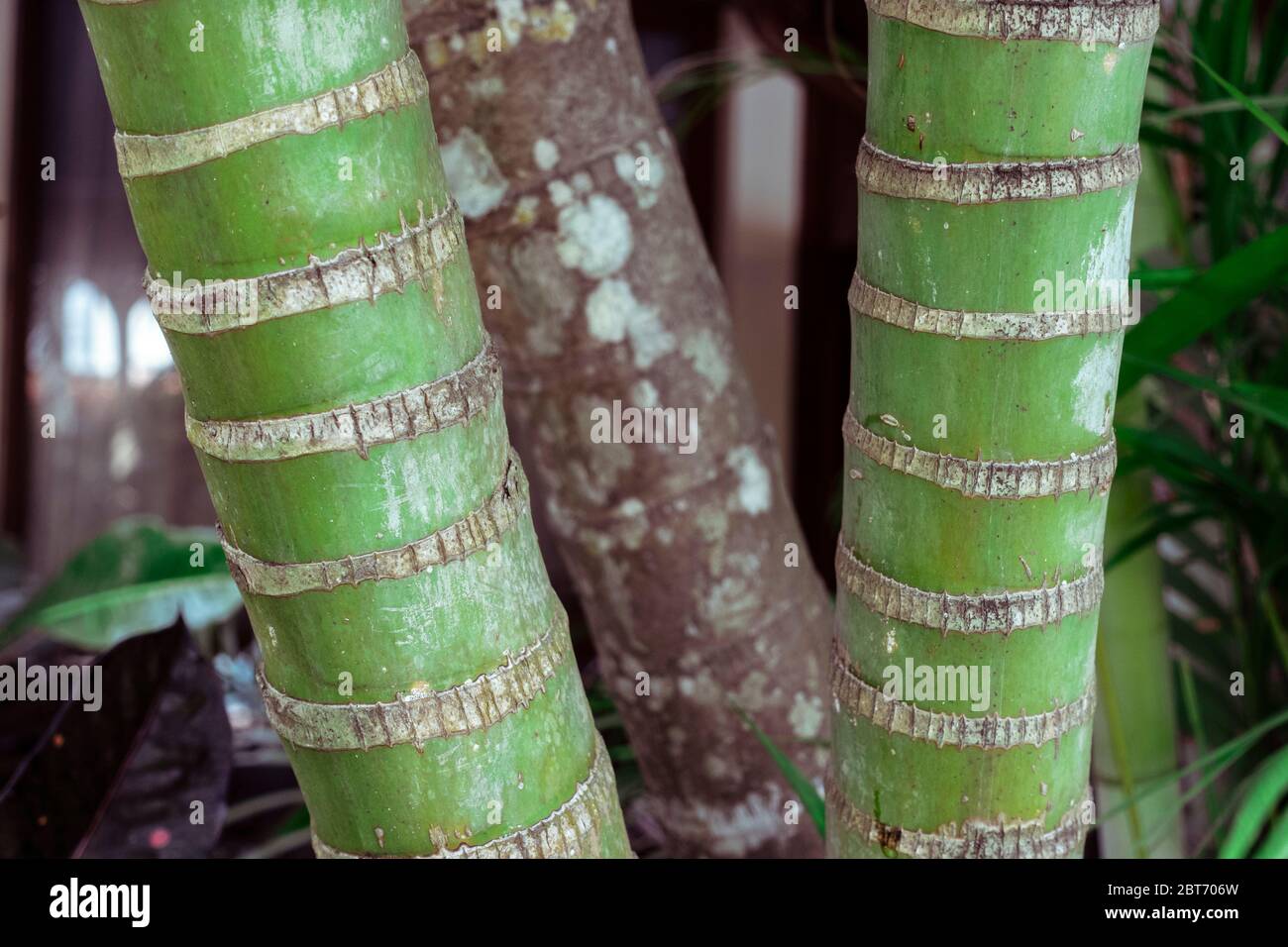 Primo piano foto di tre alberi di bambù abbastanza vecchi - due sono verdi, freschi, uno è più vecchio e marrone, Bali Indonesia, Denpasar Foto Stock