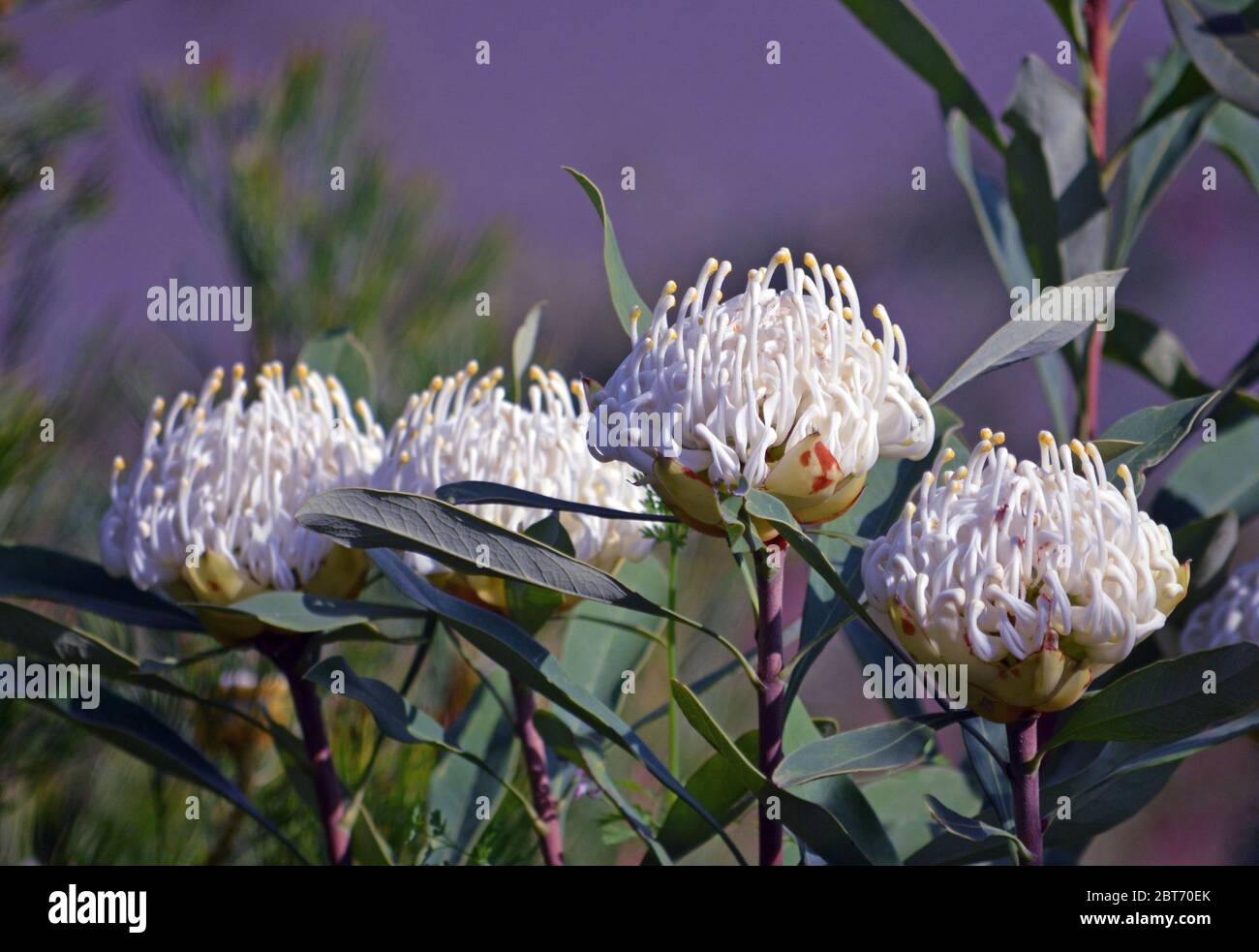 Quattro tempri, tolleranti la siccità acqua-saggio australiano bianco nativo Waratah di Shady, Telopea speciosissima, famiglia Proteaceae Foto Stock