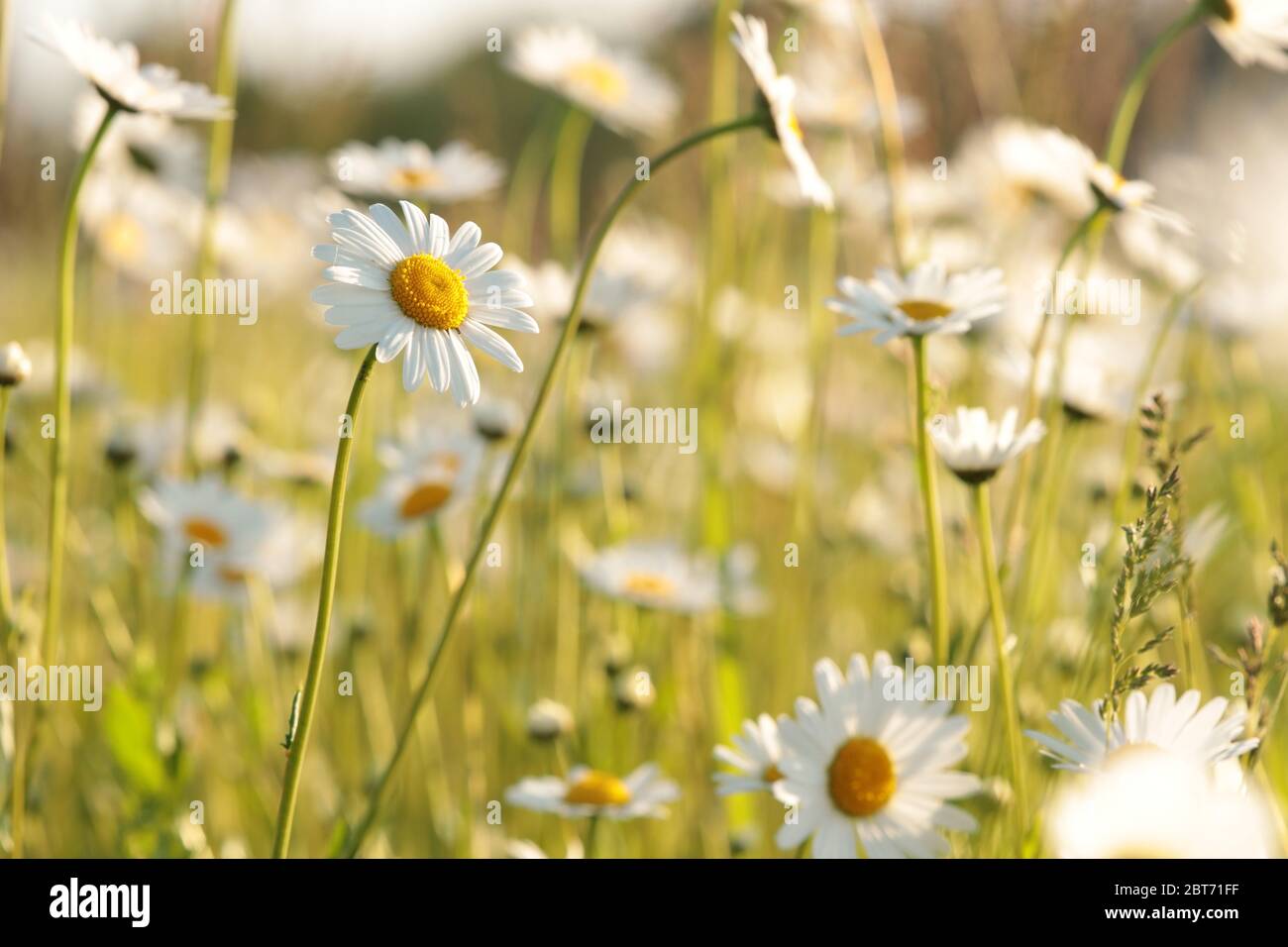 Daisies su un prato primaverile all'alba Foto Stock