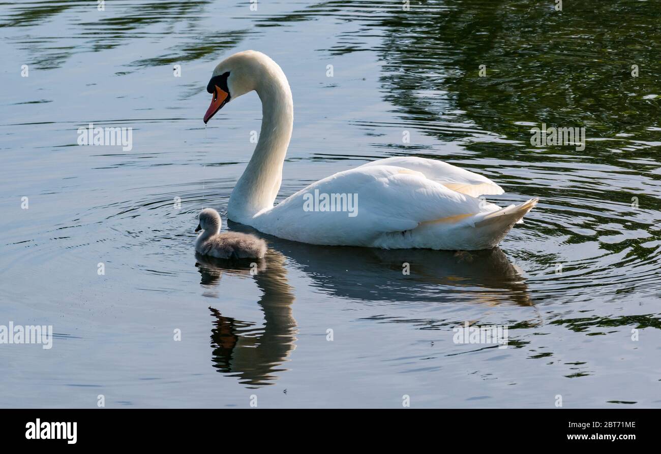 Cigno muto, Cignus olor, con cygnet nuotare in serbatoio con riflessione in acqua, Lothian orientale, Scozia, Regno Unito Foto Stock