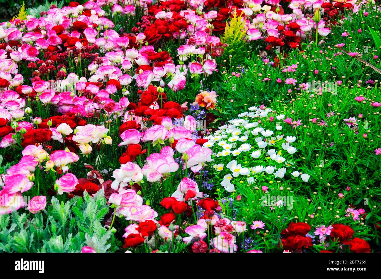 Un colorato giardino fiorito con tulipani e margherite all'interno di un  piccolo parco nella città di Yokohama Giappone Foto stock - Alamy
