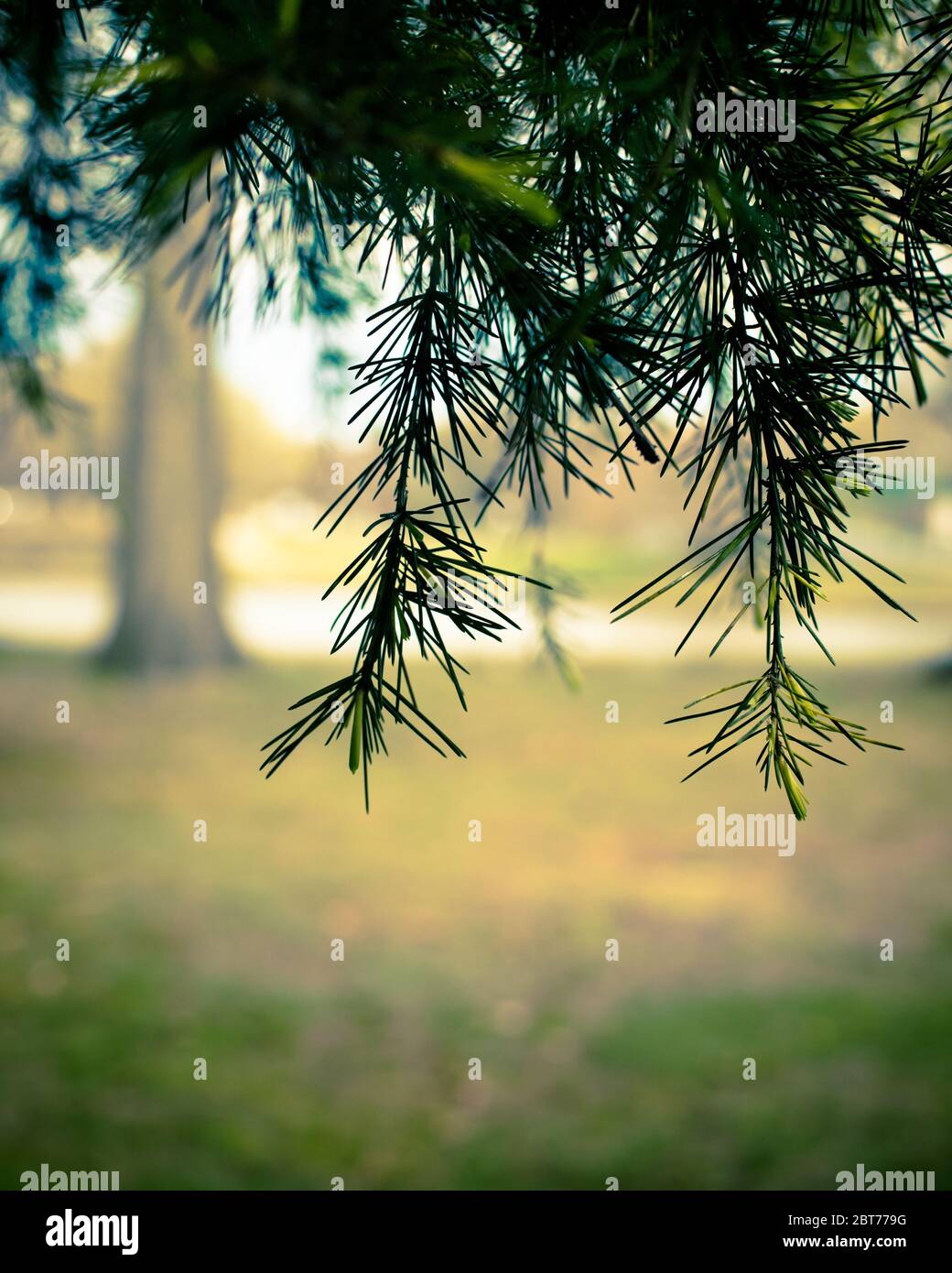 Immagine della natura con aghi di pino appesi sull'albero con paesaggio sfocato sullo sfondo. Spazio per la copia. Foto Stock