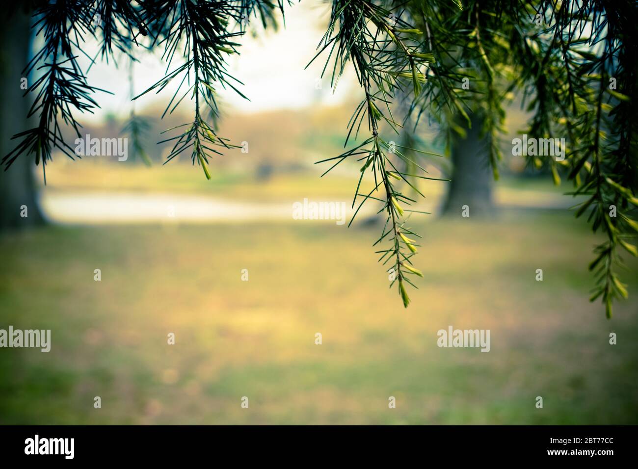 Immagine della natura con aghi di pino appesi sull'albero con paesaggio sfocato sullo sfondo. Spazio per la copia. Foto Stock