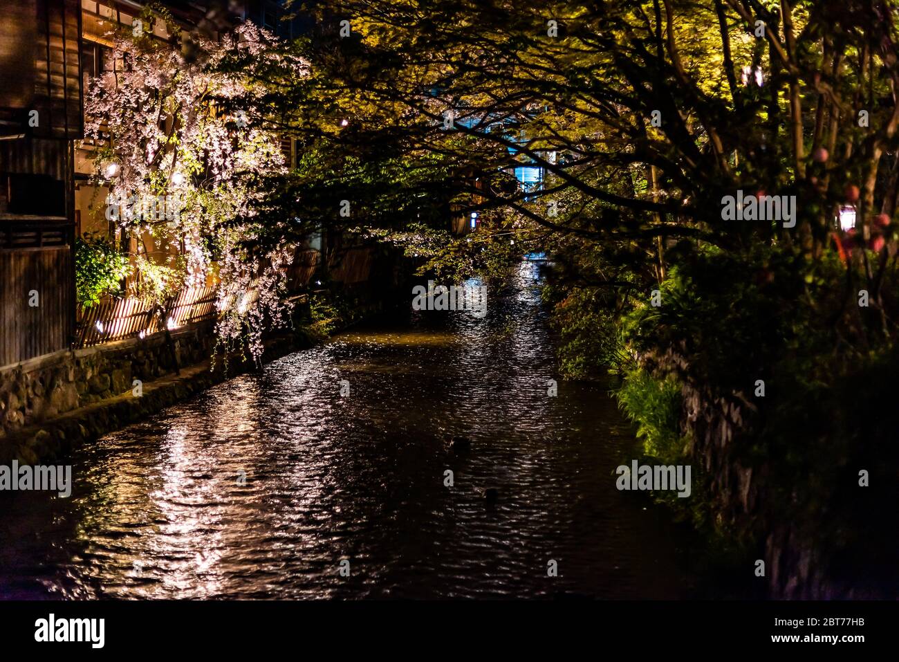 Kyoto, Giappone Gion con ciliegi in fiore alberi sakura in primavera con fiori nel parco e luce riflesso in notte nera scuro sul canale del fiume Foto Stock