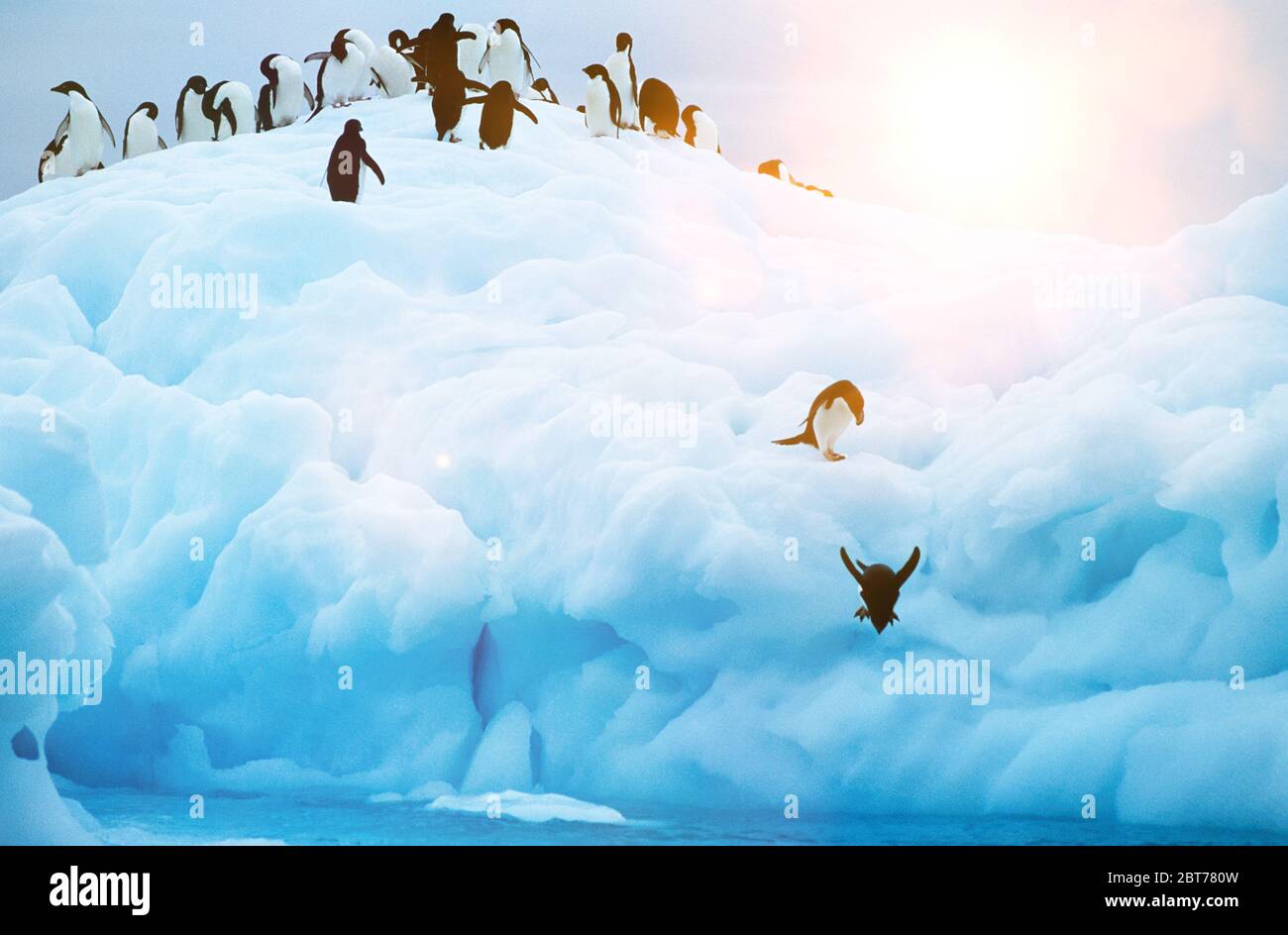 Pinguini che si tuffano dal ghiacciaio in mare Foto Stock