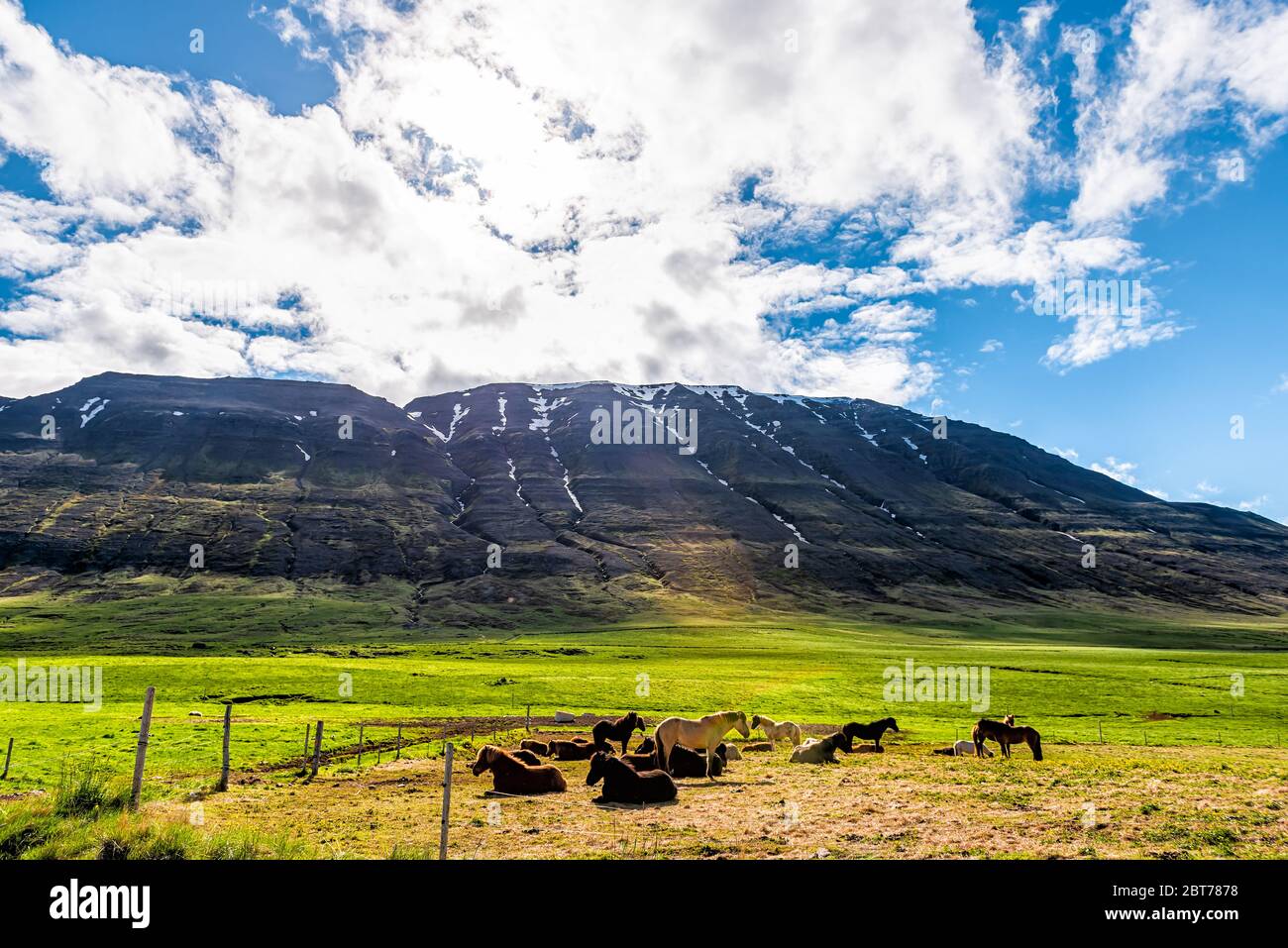 Molti cavalli islandesi in stabile allevamento di paddock in Islanda mattina campagna rurale valle a nord da Akureyri montagne e prato pascolo Foto Stock