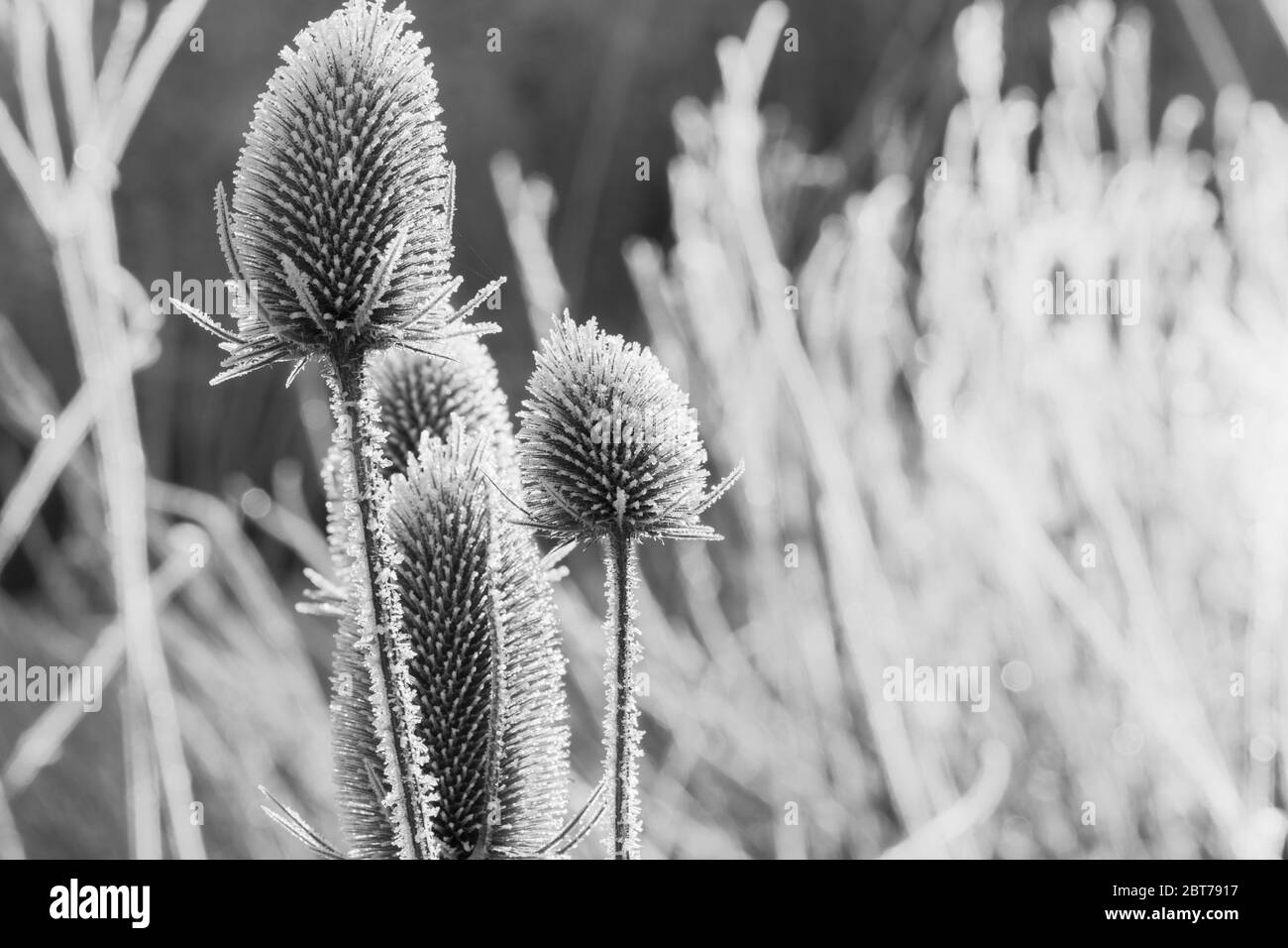 Teste di semi di Thistle indiane coperte di gelo. Foto Stock
