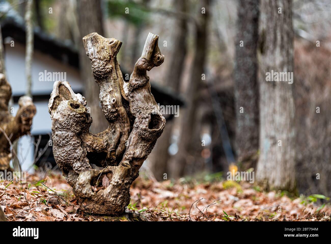 Takayama, prefettura di Gifu in Giappone Hida no Sato vecchio villaggio folk con closeup di strana forma di moncone di alberi morti Foto Stock