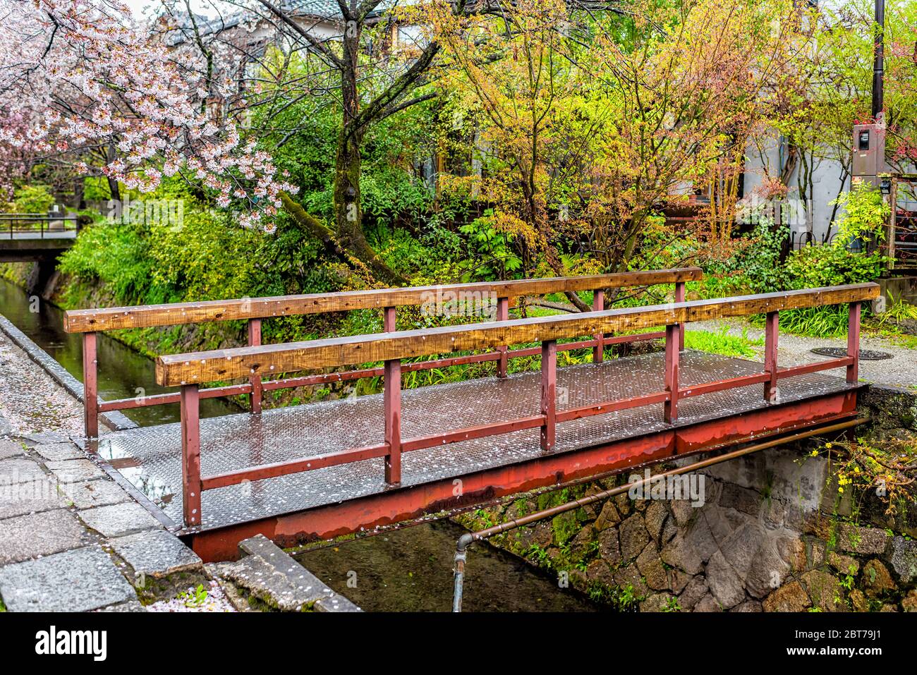 Kyoto, Giappone ciliegio fiorito rosa sakura petali di fiori caduti a terra in primavera nel famoso parco giardino percorso di Philosopher da ponte fiume e nessuno Foto Stock
