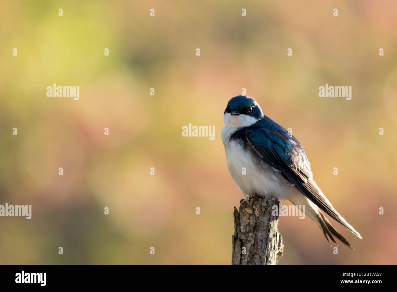 Tree Swallow, Tachycineta bicolore, arroccato sul ramo vicino al nido in bella luce mattutina e nebbia Foto Stock