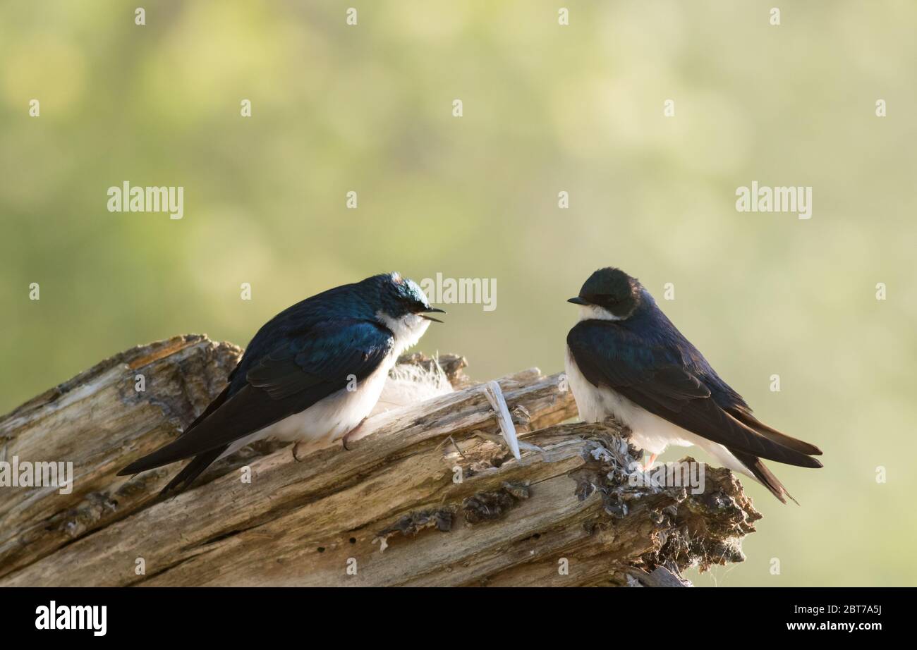 Coppia di rondini, Tachycineta bicolore, arroccato sul ramo vicino al nido in bella luce mattutina e nebbia Foto Stock