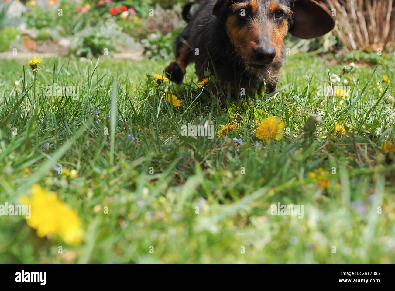 Piccolo cane in giardino Foto Stock