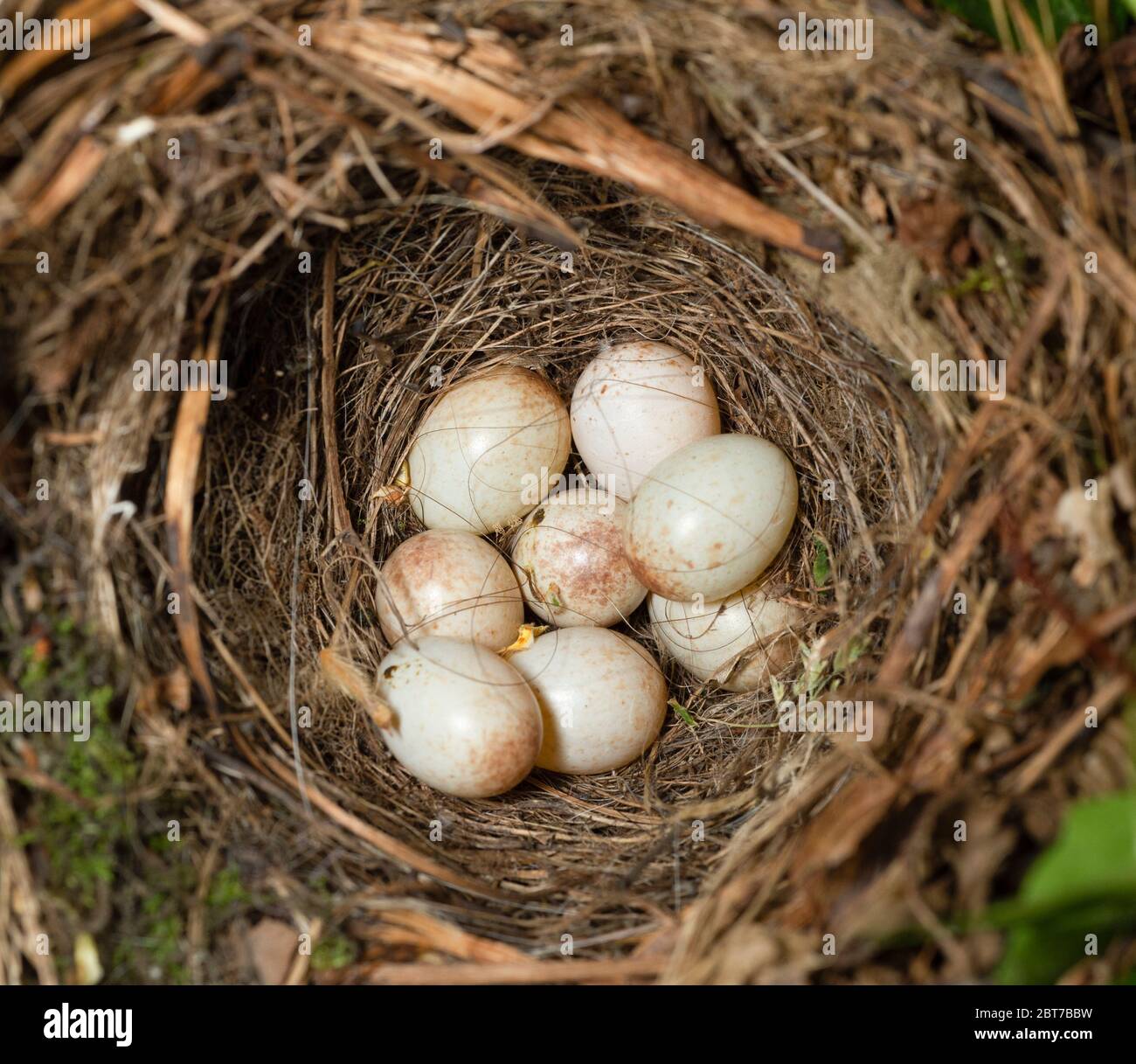 European Robin, Erithacus rubbecula, nido con otto uova, Queen's Park, Londra, Regno Unito Foto Stock