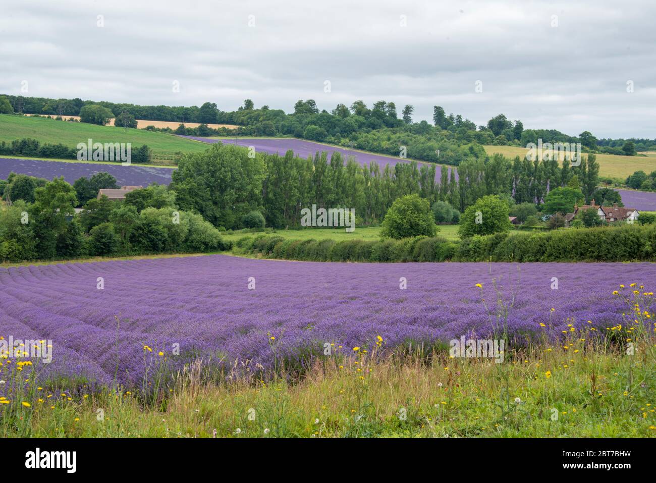 Campi di Lavanda vicino a Shoreham, Kent, UK Foto Stock
