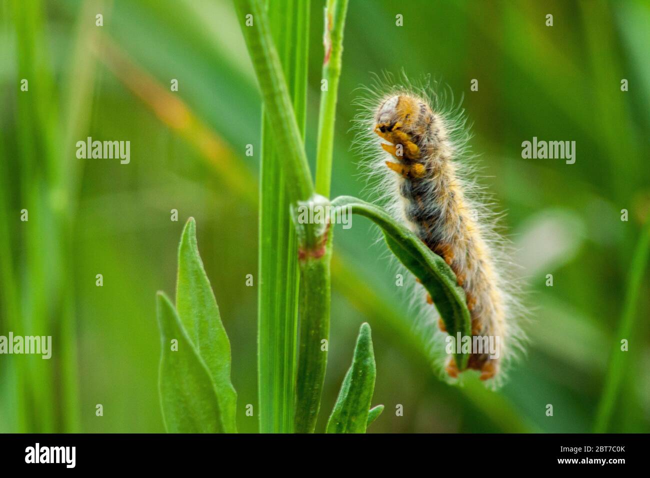 cipresso caterpillar su una foglia verde in primo piano su sfondo verde. Foto Stock
