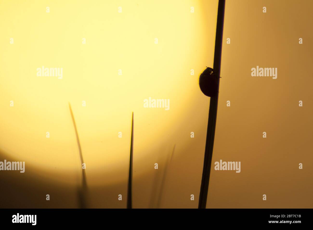 Un ladybug che sale una lama d'erba sullo sfondo del sole arancione che tramonta. Foto Stock