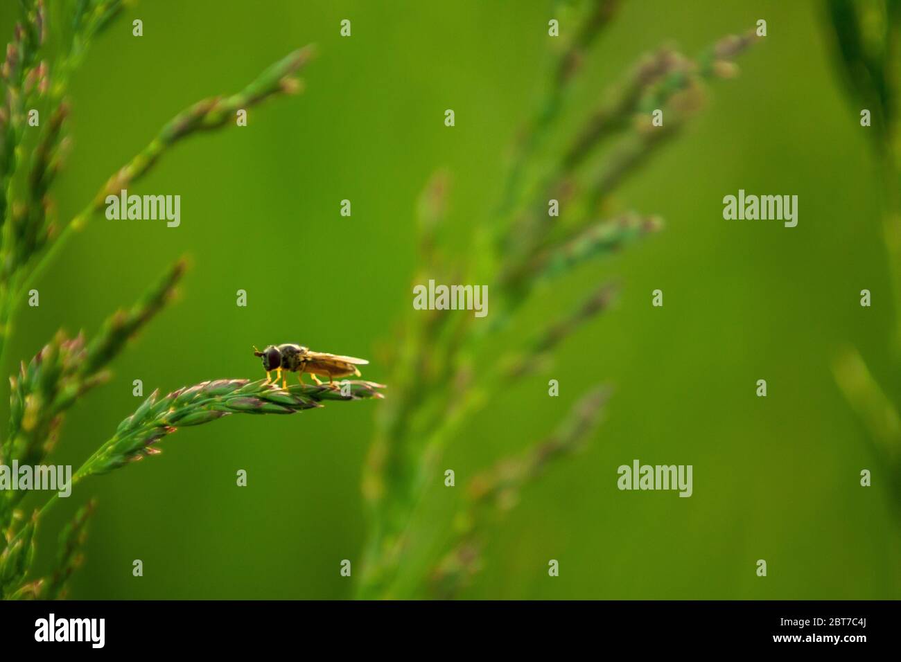 Un piccolo insetto su una lama d'erba su uno sfondo verde di un bel prato. Foto Stock