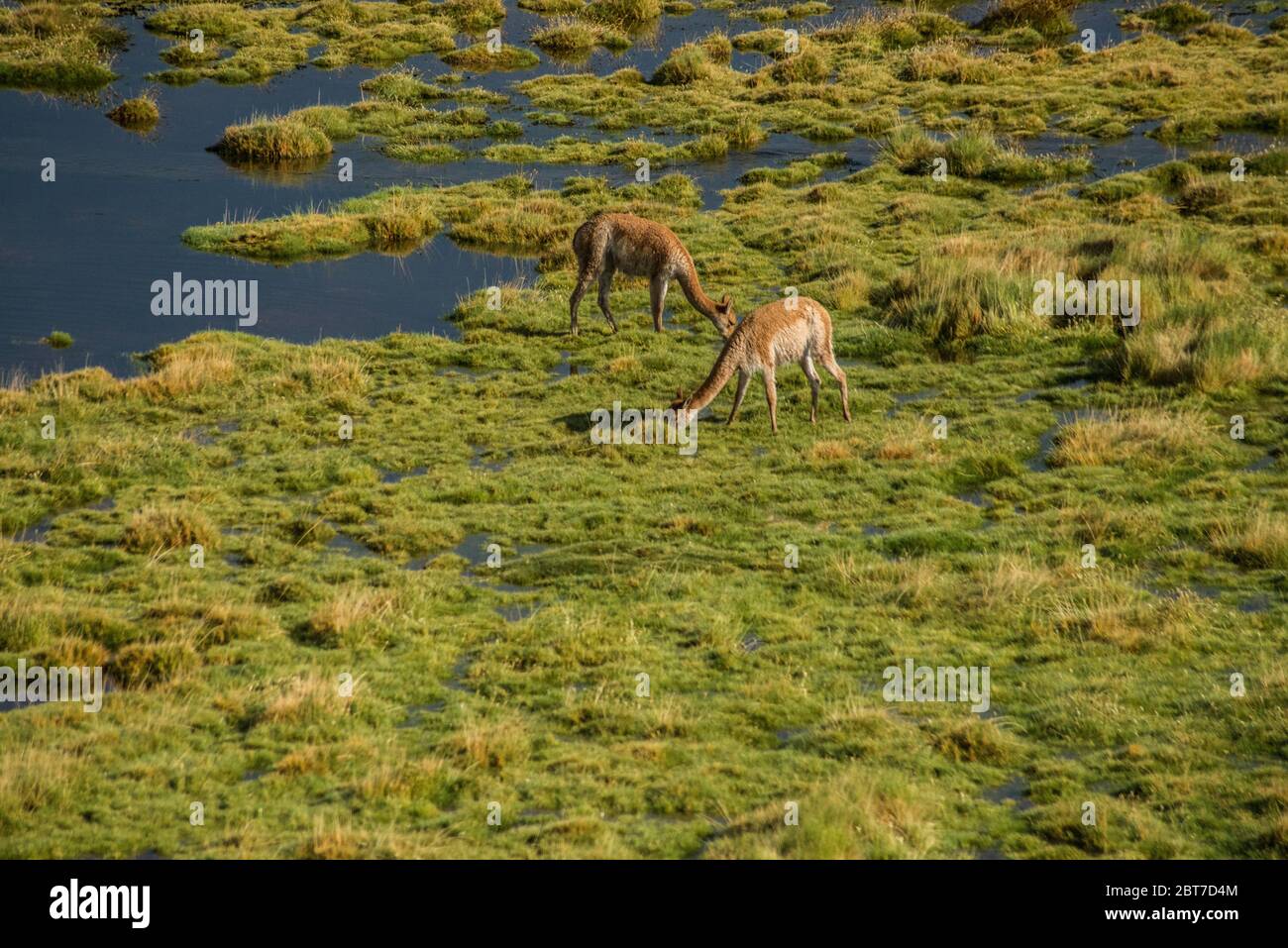 Guanacos selvatico nel fiume putana bofedal Foto Stock