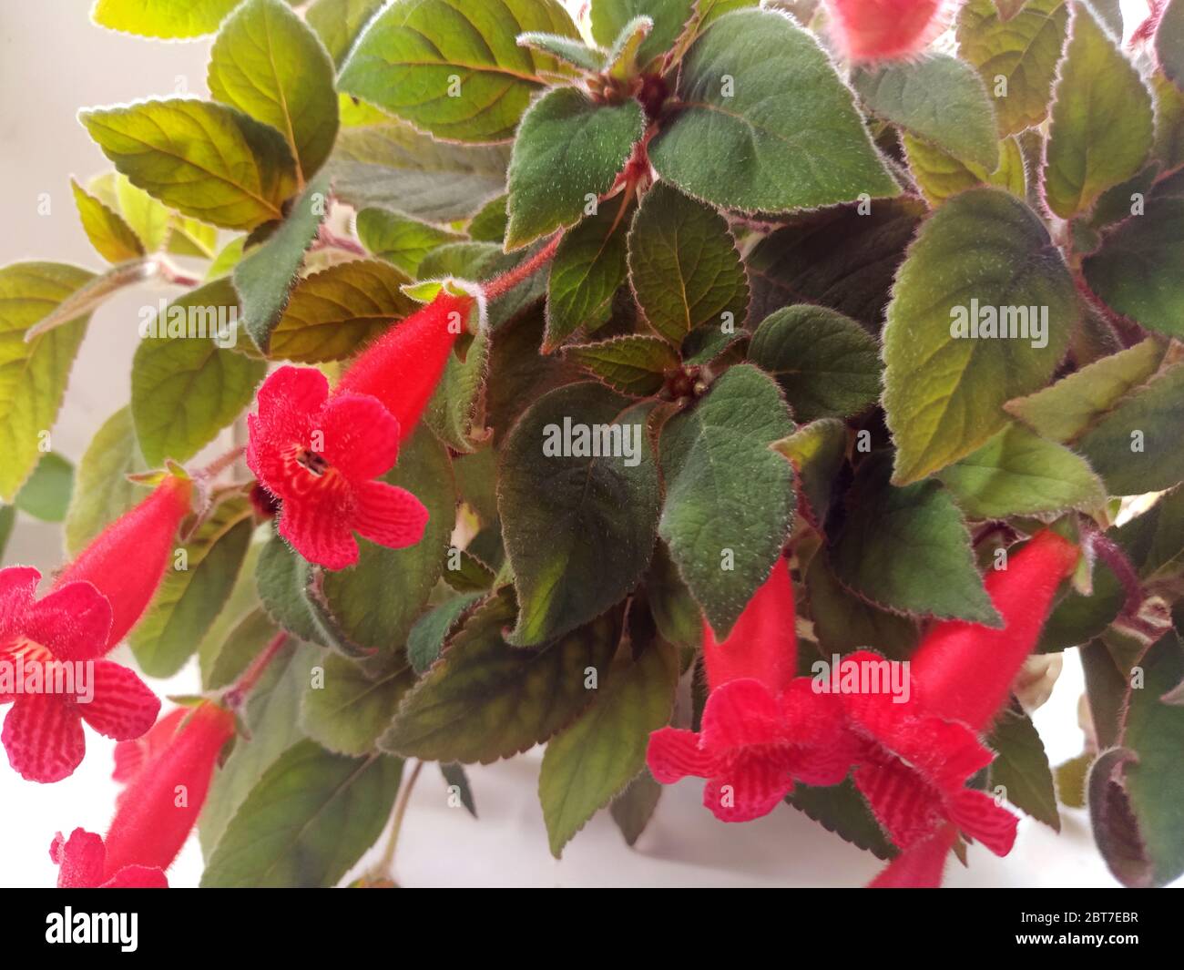 Bel gruppo di fiori tropicali Kohleria in fiore. Piante di casa, fiori rossi macchiati. Sfondo floreale Foto Stock