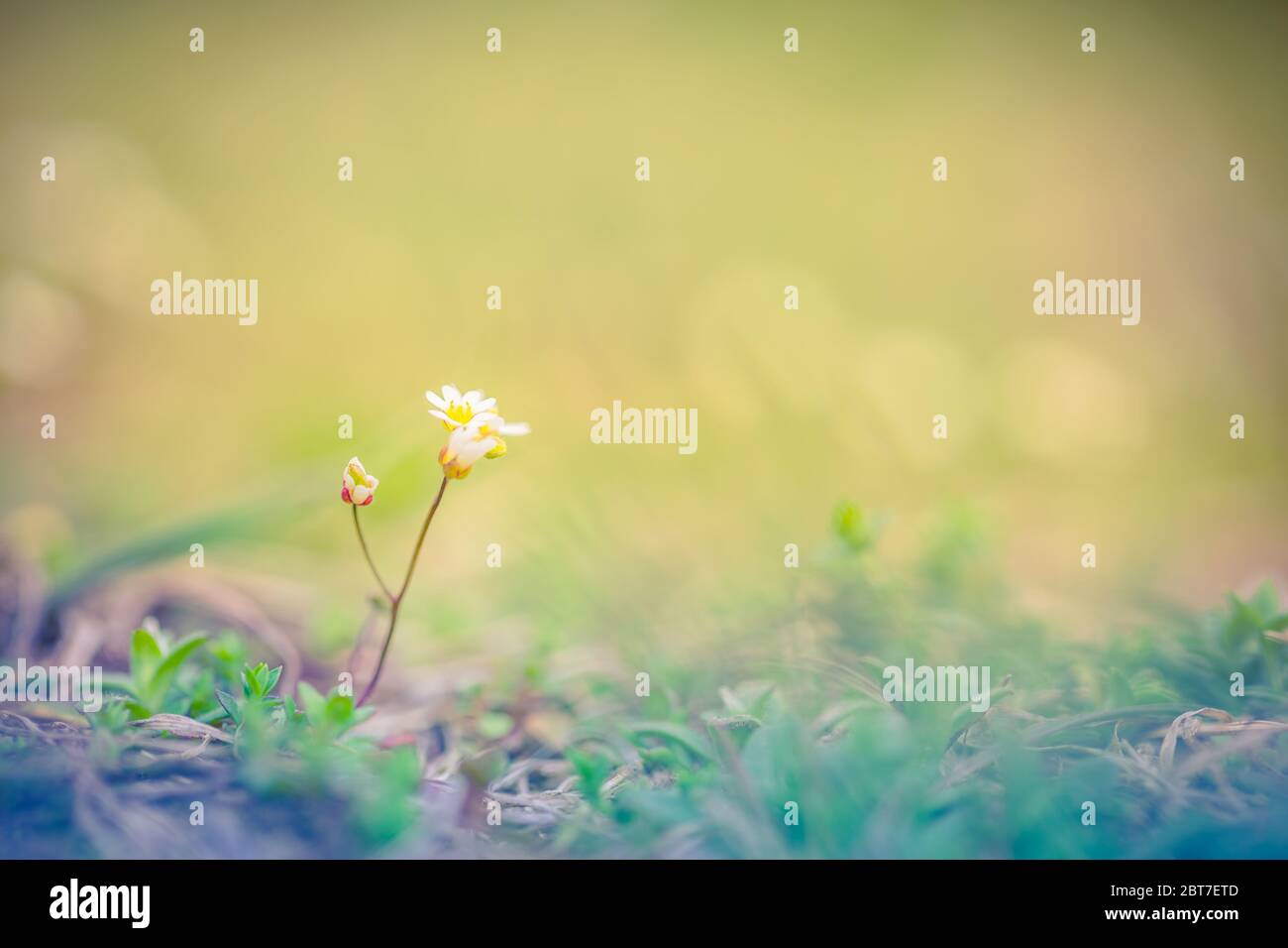 Fiori minuscoli in primavera mattina. Colori pastello tenui su sfondo giardino sfocato Foto Stock