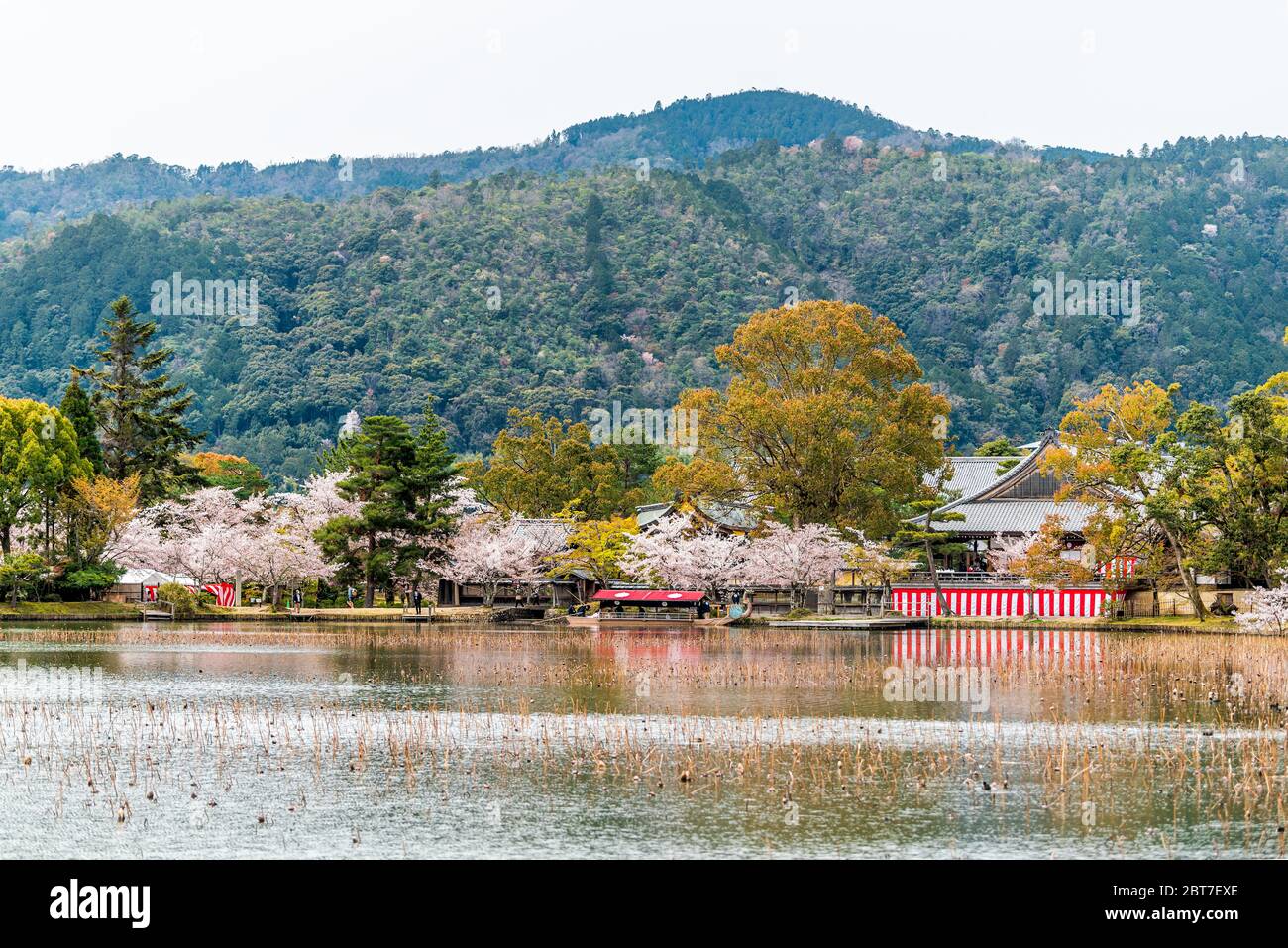 Kyoto, Giappone - 11 aprile 2019: Fiori di ciliegio sakura di Osawa-no-Ike Lago di stagno in primavera nel tempio di Arashiyama Daikakuji con rosso tradizionale d Foto Stock